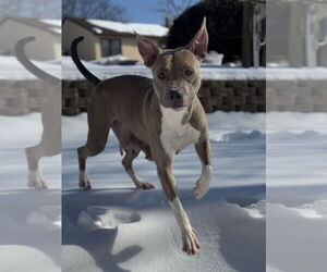 Josie - Female American Pit Bull Terrier-Unknown Mix Dog for Adoption - Photo #4