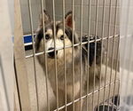 Small #3 Huskies  Mix