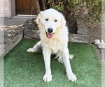 Small #1 Great Pyrenees