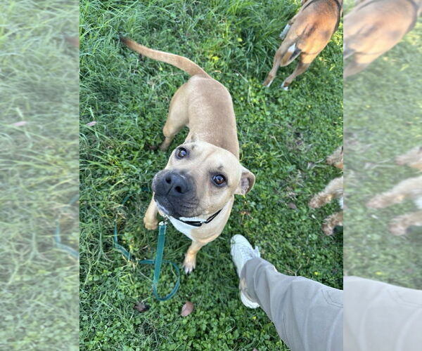 Medium Photo #1 Mutt Puppy For Sale in Abbeville, LA, USA