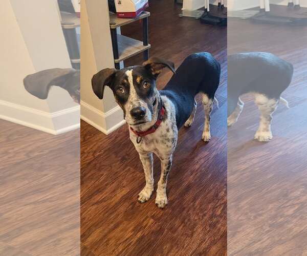 Medium Photo #4 Mutt Puppy For Sale in Minneapolis, MN, USA