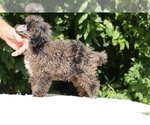 Small #15 Poodle (Toy)