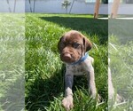 Small Photo #1 German Shorthaired Pointer Puppy For Sale in ALTA LOMA, CA, USA