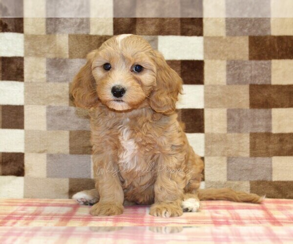 Medium Photo #3 Bernedoodle (Miniature)-Cavapoo (Miniature) Mix Puppy For Sale in DENVER, PA, USA