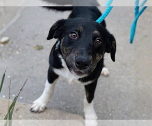Border Collie-Unknown Mix Dogs for adoption in Ames, IA, USA