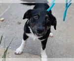 RUGRAT - Female Border Collie-Unknown Mix Dog for Adoption - Small photo