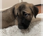 Small #2 Anatolian Shepherd-German Shepherd Dog Mix