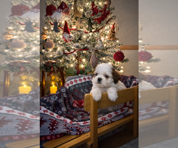 Medium Photo #1 Cock-A-Tzu Puppy For Sale in Sioux Falls, SD, USA