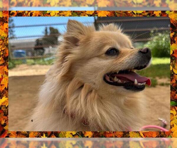 Medium Photo #2 Pomeranian Puppy For Sale in Ojai, CA, USA