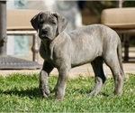Puppy Chunkers Great Dane