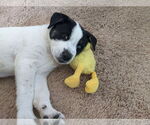 Small #5 Siberian Husky Mix