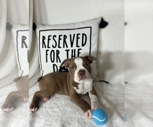 Boston Terrier Puppy for Sale in GREENFIELD, Indiana USA