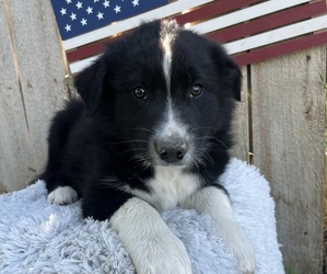 Border-Aussie Puppy for sale in LOMA, CO, USA
