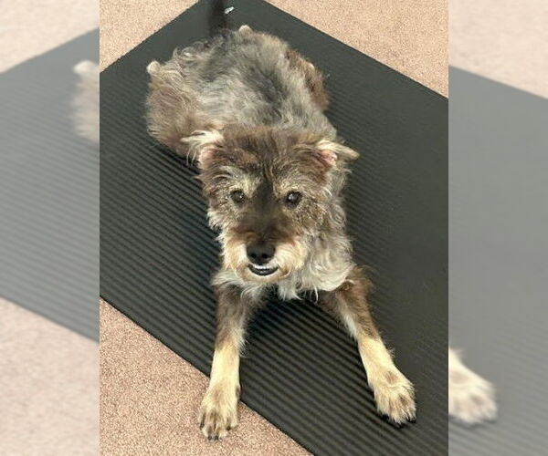 Medium Photo #3 Poodle (Miniature)-Unknown Mix Puppy For Sale in San Diego, CA, USA