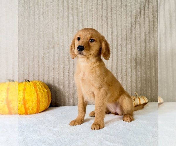 Medium Photo #2 Golden Retriever Puppy For Sale in INDIANAPOLIS, IN, USA