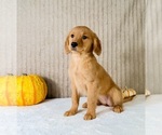 Dalila - Female Golden Retriever Puppy for Sale - Photo #2