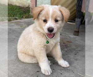 Medium Chihuahua-Spaniel Mix
