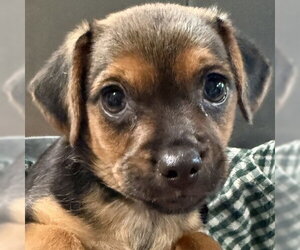 Mutt Dogs for adoption in Pleasanton, CA, USA