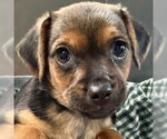 Small Mutt