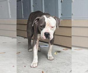 American Staffordshire Terrier-Unknown Mix Dogs for adoption in San Antonio, TX, USA