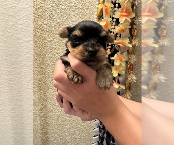 Medium Photo #1 Yorkshire Terrier Puppy For Sale in OAKLEY, CA, USA