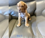 Small Photo #10 Dogue de Bordeaux Puppy For Sale in CINCINNATI, OH, USA