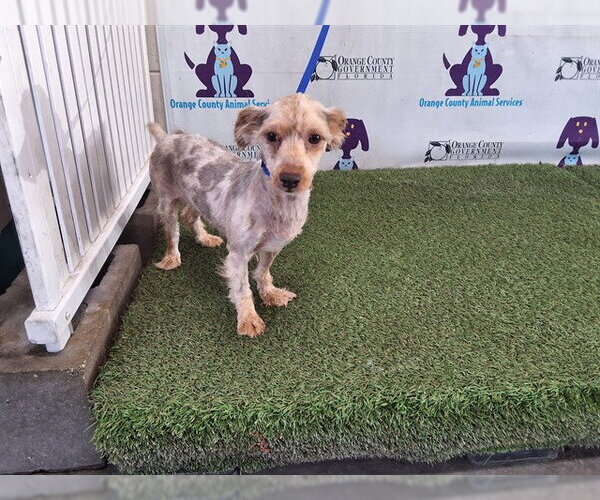 Medium Photo #1 Poodle (Miniature)-Unknown Mix Puppy For Sale in Orlando, FL, USA