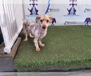 Poodle (Miniature)-Unknown Mix Dogs for adoption in Orlando, FL, USA