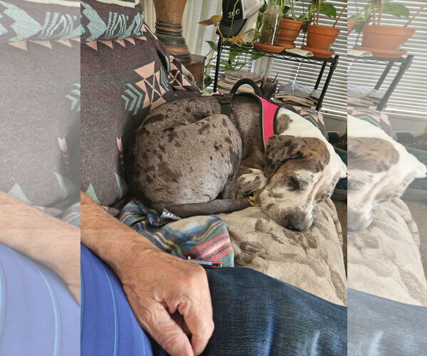 Medium Photo #12 Great Dane Puppy For Sale in Goodyear, AZ, USA