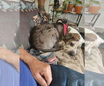 Small #11 Great Dane