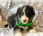 Small Photo #3 Poodle (Standard)-Siberian Husky Mix Puppy For Sale in LANCASTER, PA, USA