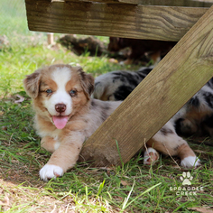 Australian Shepherd Puppy for sale in BRIGHTON, MI, USA
