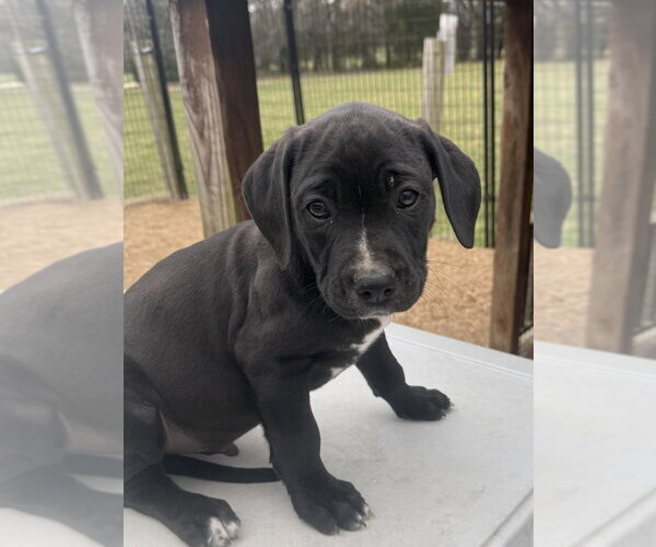 Medium Photo #3 Boxador Puppy For Sale in Bolivar, MO, USA