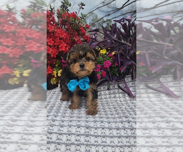 Medium Photo #3 Yorkshire Terrier Puppy For Sale in INDIANAPOLIS, IN, USA