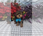 Small #2 Yorkshire Terrier