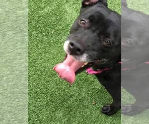 Sadie - Female Labrador Retriever-Unknown Mix Dog for Adoption - Photo #52