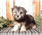 Small Morkie