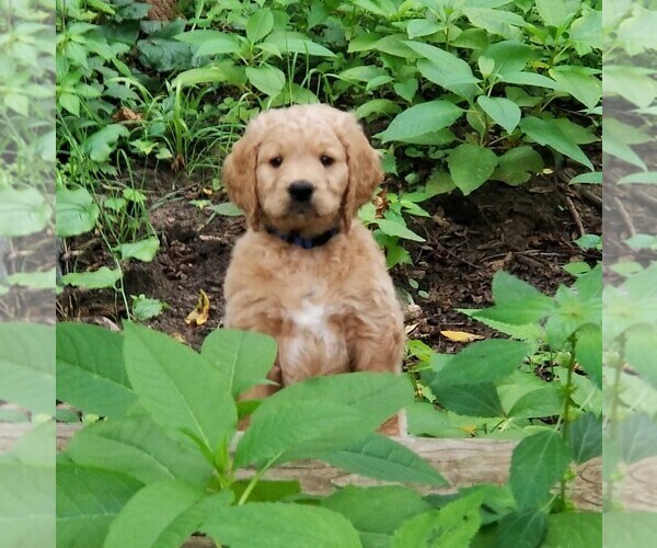 Medium Photo #7 Goldendoodle Puppy For Sale in FISHERS, IN, USA