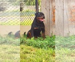 Small Photo #1 Rottweiler Puppy For Sale in YAKIMA, WA, USA