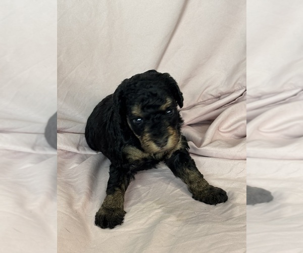 Medium Photo #6 Bernedoodle (Miniature) Puppy For Sale in LONGMONT, CO, USA