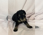 Belinda - Female Bernedoodle (Miniature) Puppy for Sale - Photo #6