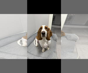 Basset Hound Dogs for adoption in Carrollton, TX, USA
