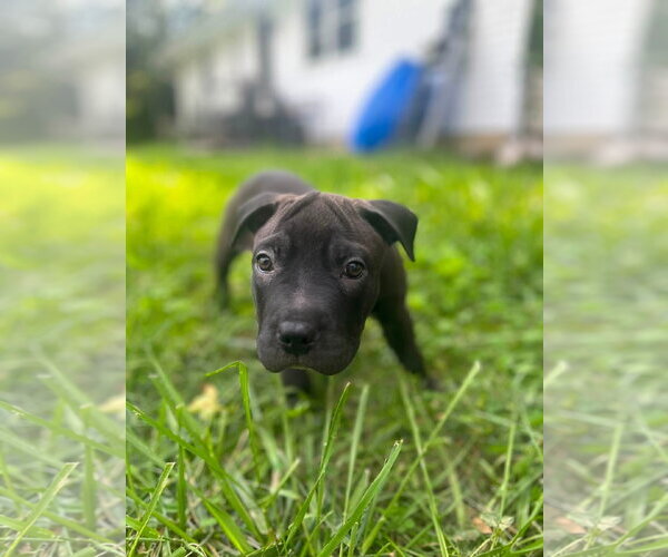 Medium Photo #7 American Pit Bull Terrier-Unknown Mix Puppy For Sale in Germantown, OH, USA