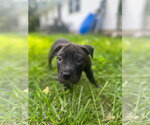 Small #6 American Pit Bull Terrier Mix
