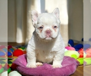 French Bulldog Puppy for sale in HOUSTON, TX, USA