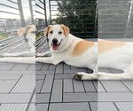 Small #6 Great Pyrenees Mix