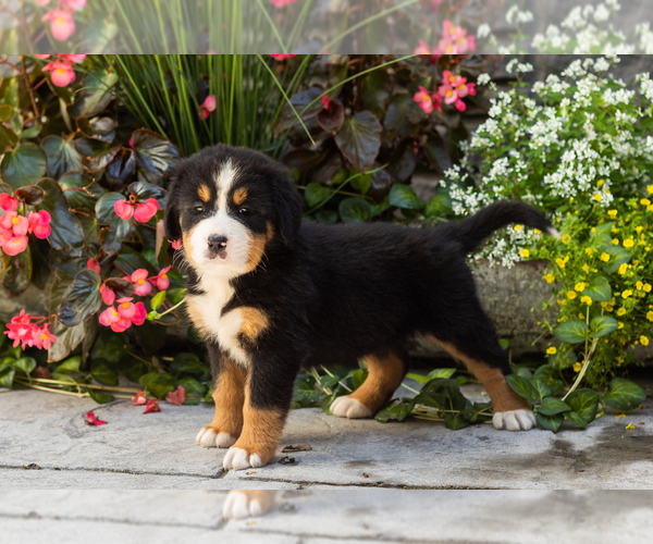 Medium Photo #2 Bernese Mountain Dog Puppy For Sale in MILLERSBURG, IN, USA