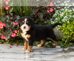 Small #1 Bernese Mountain Dog