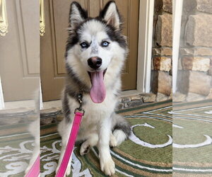 Siberian Husky Dogs for adoption in Cumming, GA, USA