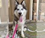 Small Siberian Husky